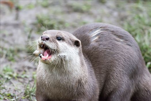 Asian short clawed otter - 