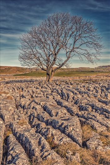 The Lone Tree nr Malham (also available in B&W) - Known as "limestone pavements", these plateaus of bare and weathered rock often being found at the top of the limestone cliff running along the hillsides. These were originally formed by the scouring action of glaciers during the last ice age.