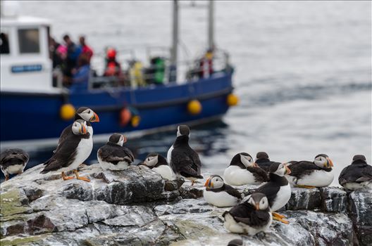 Who`s watching who? - Taken on the Farne Islands, off the Northumberland coast.