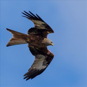 The red kite is a medium-large bird of prey which was hunted to extinction in the 1870s but later reintroduced 1989–1992 & are now gaining in numbers thanks to breeding programmes throughout the UK.