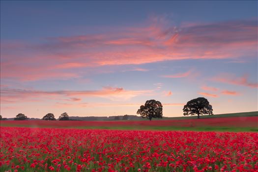 Preview of Poppy fields nr Aydon Castle, Northumberland 1