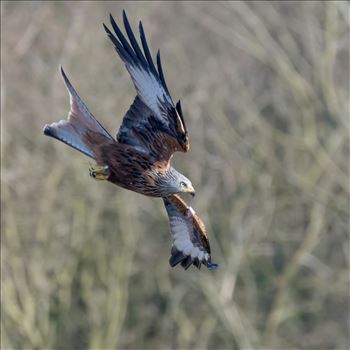 The red kite is a medium-large bird of prey which was hunted to extinction in the 1870s but later reintroduced 1989–1992 & are now gaining in numbers thanks to breeding programmes throughout the UK.