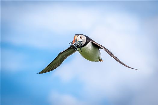 North Atlantic Puffin 05 - 