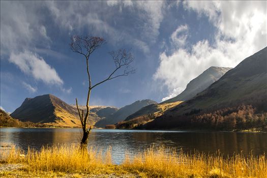 Lone Tree - 