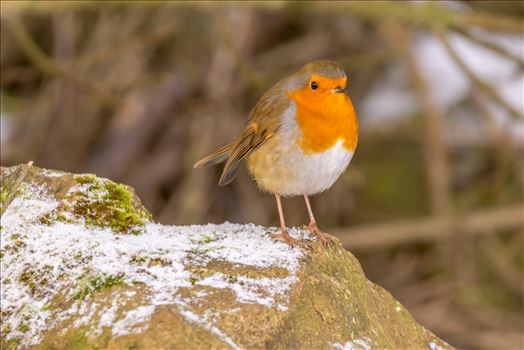 European Robin - The European robin (Erithacus rubecula), known simply as the robin or robin redbreast in the British Isles