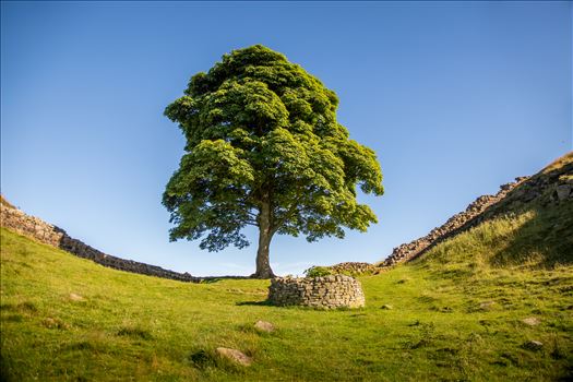 Sycamore Gap sits on the Roman Wall near the fort of Housesteads. It was made famous by the film Robin Hood: Prince of Thieves