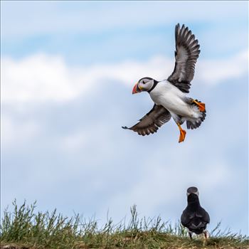 North Atlantic Puffin 03 - 