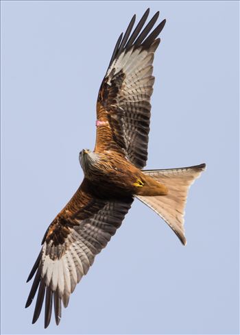 The red kite is a medium-large bird of prey which was hunted to extinction in the 1870s but later reintroduced 1989–1992 & are now gaining in numbers thanks to breeding programmes throughout the UK.