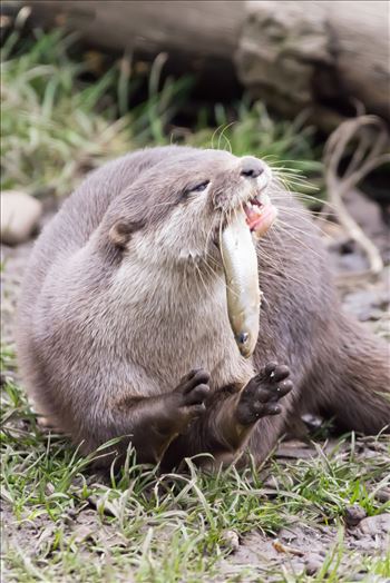 Preview of Asian short clawed otter