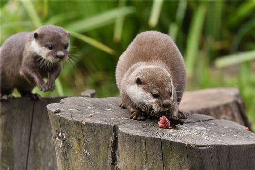 Asian short clawed otters at Washington WWT