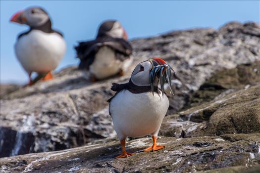 Preview of North Atlantic Puffin