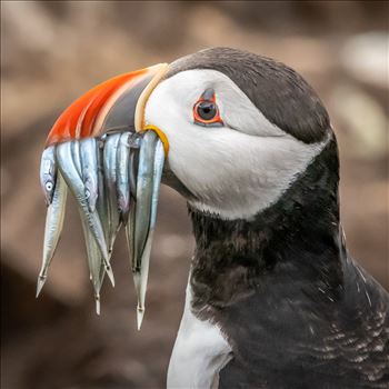 North Atlantic Puffin 01 - 