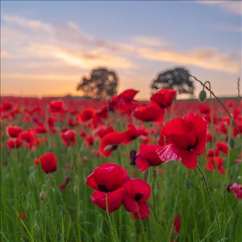 Poppy fields nr Aydon Castle, Northumberland 3 - 