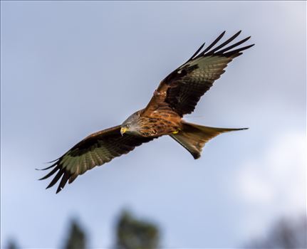 Red Kite - The red kite is a medium-large bird of prey which was hunted to extinction in the 1870s but later reintroduced 1989–1992 & are now gaining in numbers thanks to breeding programmes throughout the UK.