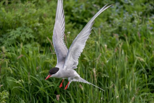 Preview of Common Tern
