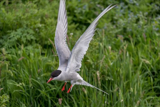 Common Tern - 