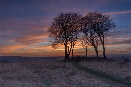 Sunset at Copt Hill - Copt Hill is an ancient burial ground near Houghton-le-Spring. The site is marked by six trees. Presumably there used to be a seventh tree, as they are known as the Seven Sisters.