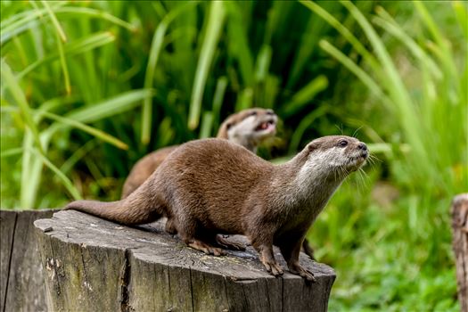 Asian short clawed otters at Washington WWT
