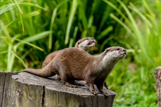 Asian short clawed otter - Asian short clawed otters at Washington WWT