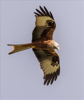 The red kite is a medium-large bird of prey which was hunted to extinction in the 1870s but later reintroduced 1989–1992 & are now gaining in numbers thanks to breeding programmes throughout the UK.